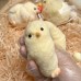 MOOWALIS Yellow Chick Squeeze Toy - Cute and Squishy Stress Relief Toy for Kids - Perfect for Sensory Play and Hand Strengthening